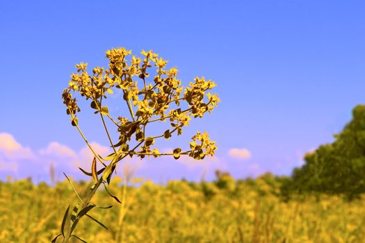 Yellow summer flowers on meadow. Kinburn Spit, near Ochakiv, Ukraine