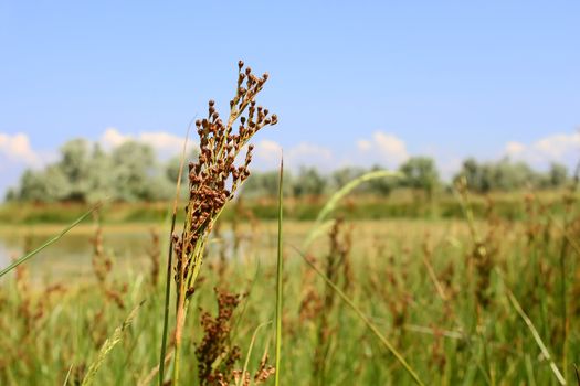 Wild plant millet among flowering meadow in fine summer day