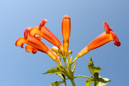 Eccremocarpus branch flowering. Common name: Chilean glory flower