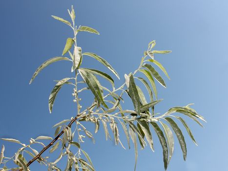 Branch of wild olive trees. Coast of the Black Sea, Ukraine