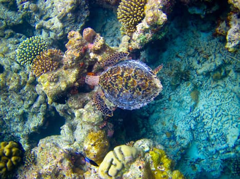 Hawksbill Turtle swiming like flying at Maldives