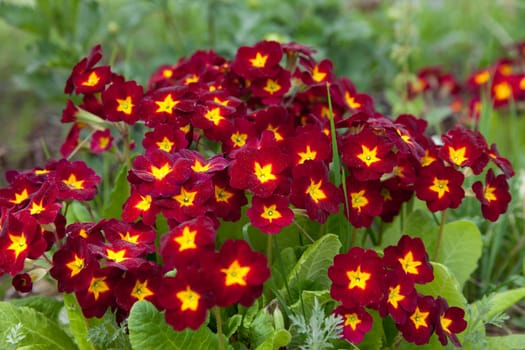 primula. primrose. Red flowers in a garden