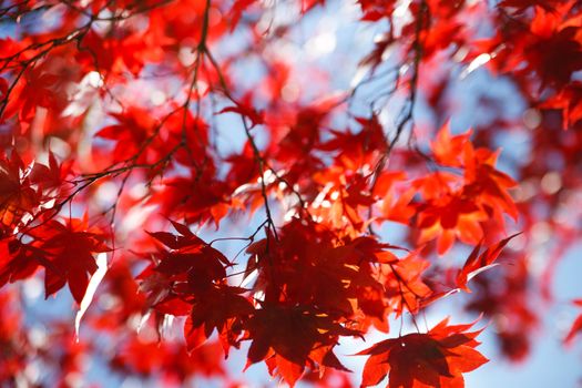 autumnal red leaves against the blue sky