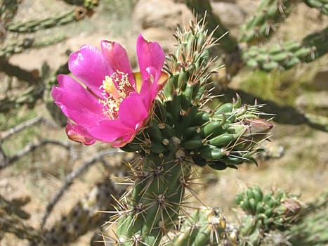 A photograph of a pink flower in a field.