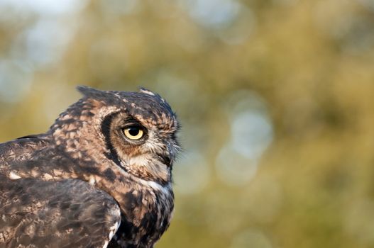 American owl, Bubo virginianus, with yellow eyes