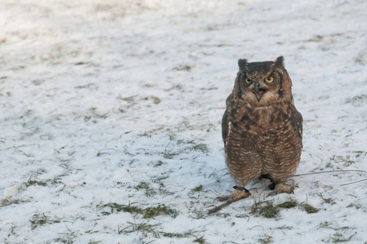 American owl, Bubo virginianus, with yellow eyes