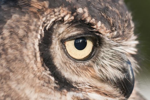 American owl, Bubo virginianus, with yellow eyes