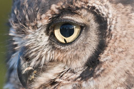 American owl, Bubo virginianus, with yellow eyes