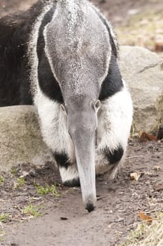 The Giant Anteater, Myrmecophaga tridactyla, is the largest species of anteater. It is found in Central and South America from Honduras to northern Argentina. It is a solitary animal, found in many habitats, including grasslands, deciduous forests and rainforests