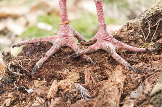 Closeup of a bird paws with pink scale skin