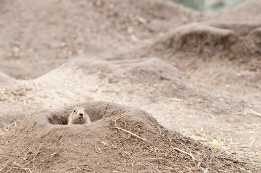 Prairie dogs (Cynomys) are burrowing rodents native to the grasslands of North America.  They are a type of ground squirrel. They are found in the United States, Canada, and Mexico