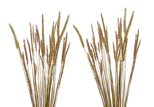 Beach grass (Ammophila arenaria) against white background.