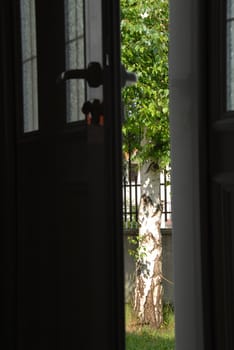 green birch in yard through opened house door