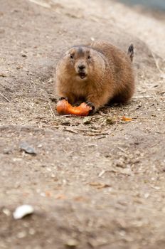 Prairie dogs (Cynomys) are burrowing rodents native to the grasslands of North America.  They are a type of ground squirrel. They are found in the United States, Canada, and Mexico