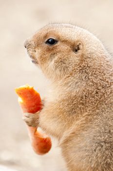 Prairie dogs (Cynomys) are burrowing rodents native to the grasslands of North America.  They are a type of ground squirrel. They are found in the United States, Canada, and Mexico