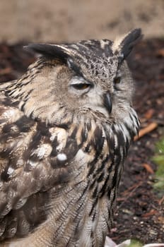 Eurasian Eagle-owl (Bubo bubo) is a species of eagle owl resident in much of Europe and Asia