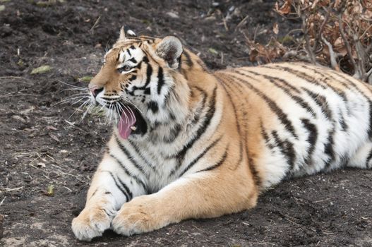 Tiger , panthera tigris, laying down and yawning