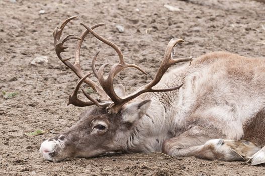 Reindeer (Rangifer tarandus), also known as the caribou in North America, is a deer from the Arctic and Subarctic
