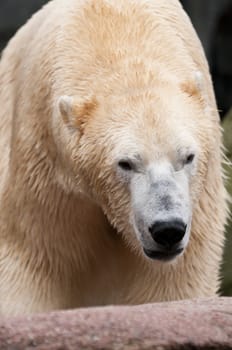 Polar bear (Ursus maritimus) is a bear native largely within the Arctic circle encompassing the Arctic Ocean