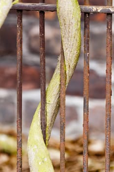 Creeping plant branch grown around a rusty gate