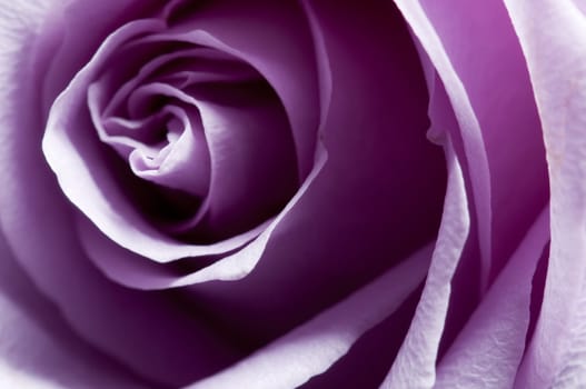 Just opened purple rose closeup with lateral lighting