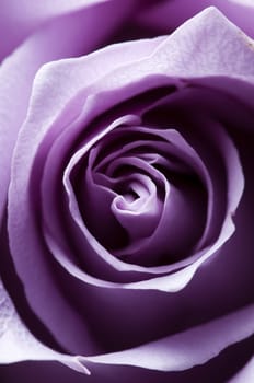 Just opened purple rose closeup with lateral lighting