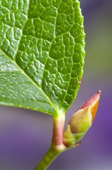 Young plant bud ready to bud in spring