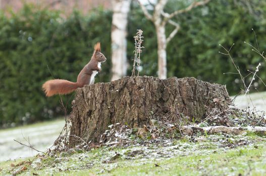 red squirrel or Eurasian red squirrel (Sciurus vulgaris) is a species of tree squirrel in the genus Sciurus common throughout Eurasia.