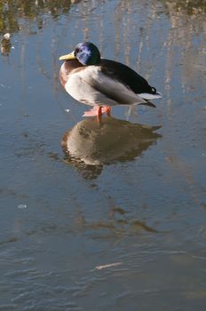 Male Mallard, or Wild duck ,Anas platyrhynchos, is a dabbling duck which breeds throughout the temperate and sub-tropical Americas, Europe, Asia, and North Africa, and has become introduced to New Zealand and Australia