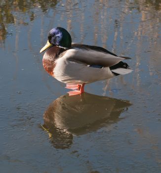 Male Mallard, or Wild duck ,Anas platyrhynchos, is a dabbling duck which breeds throughout the temperate and sub-tropical Americas, Europe, Asia, and North Africa, and has become introduced to New Zealand and Australia