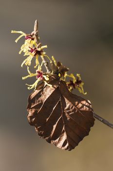 Witch-hazel, Hamamelis, is a genus of winter flowering plants in the family Hamamelidaceae