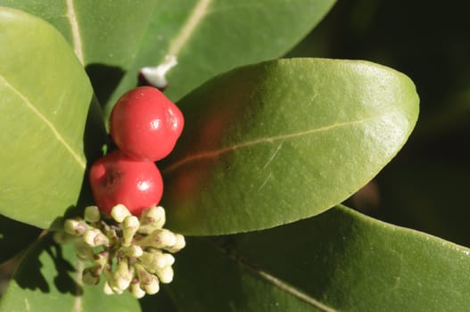 Red berries, white flowers, and green leaves