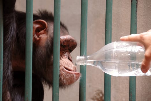 monkey in cage drinking water from plastic bottle