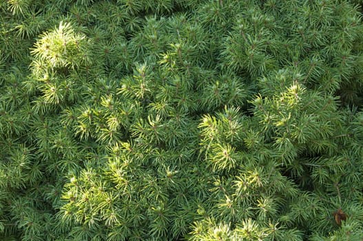 Closeup of a coniferous tree, Picea glauca conica