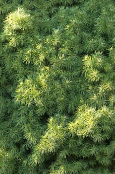 Closeup of a coniferous tree, Picea glauca conica