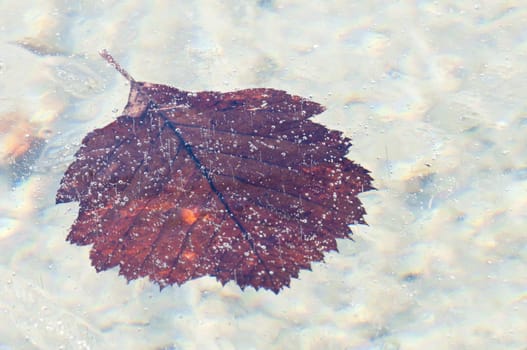Dead leaves captured in cristal clear ice of a pond