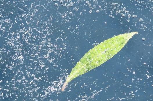 Dead leaves captured in cristal clear ice of a pond
