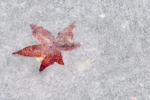 Dead leaves captured in cristal clear ice of a pond