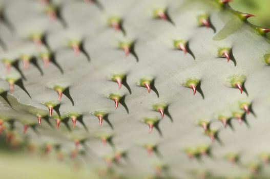 Underside of a succulent plant leaf with red thorns