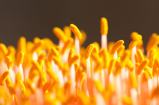 Closeup of the flower of the spectacular paintbrush lily, Scadoxus puniceus, one of South Africa's most striking bulbous plant.