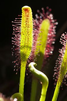 Drosera capensis, commonly known as the Cape sundew, is a small rosette-forming carnivorous species of perennial sundew native to the Cape in South Africa
