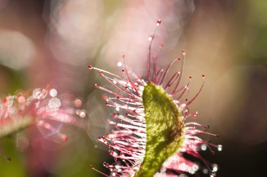 Drosera capensis, commonly known as the Cape sundew, is a small rosette-forming carnivorous species of perennial sundew native to the Cape in South Africa