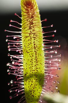 Drosera capensis, commonly known as the Cape sundew, is a small rosette-forming carnivorous species of perennial sundew native to the Cape in South Africa