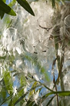 seed-bearing parachutes for rapid dispersal through wind