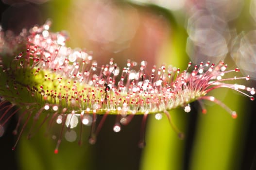 Drosera capensis, commonly known as the Cape sundew, is a small rosette-forming carnivorous species of perennial sundew native to the Cape in South Africa