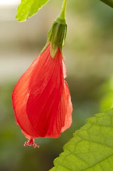 Red flower of the Turk's Cap Mallow, Malvaviscus penduliflorus, a species of flowering plants in the mallow family