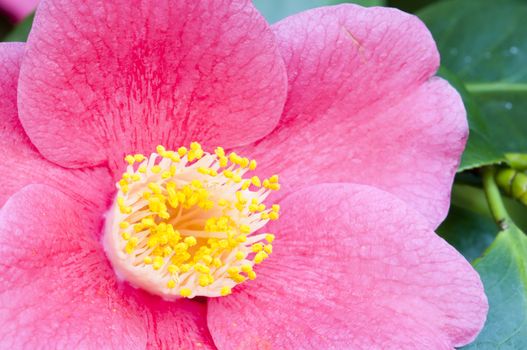 Pink flower closeup of Camelia  japonica