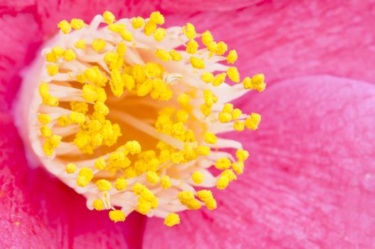 Pink flower closeup of Camelia  japonica