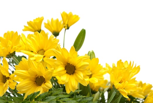 Detail of yellow daisy flowers isolated on white background.