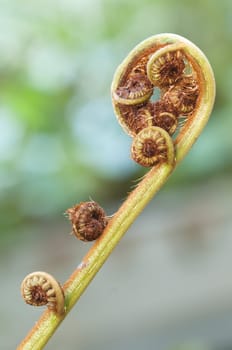 Bud of a leaf of a tropical fern